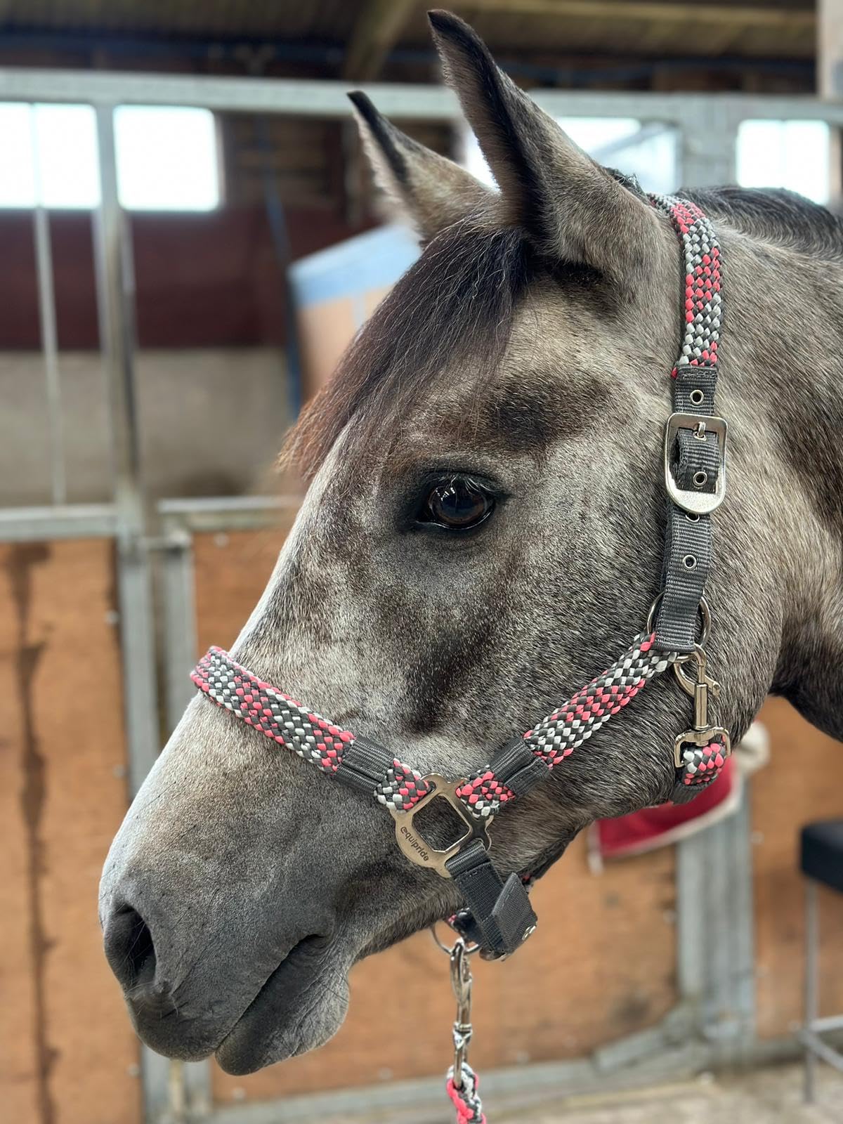 Equipride Braided Headcollar Lead Rope Set Size Full-Shetland Pink/Grey (Cob)