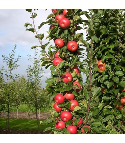 Amazon.com : Melrose Apple Tree, Mid-Season Harvest