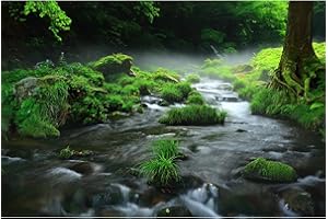 ZATIASMILLER Waterfall Aquarium Background Foggy Waterfall Green Aquatic Plants Fish Tank Background Foggy Forest Natural Landscape Reptile Tank Backdrop Jungle Stream Reptile Enclosure Wallpaper 60x24in