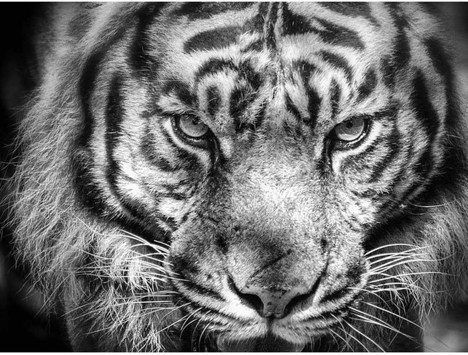 Reofrey 5D Diamond Painting Kits for Adults Black and White Tiger Full Drill for Adults, Paint with Diamonds Art Rhinestone Embroidery Cross Stitch Craft Decor (30x40 cm/ 12x16 inch)