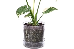 Phoenix Vine 6.5 Inch Clear Acrylic Planter Pot with Tray, Orchid Pot with Drainage Holes, Deep Saucer for Bottom Watering, Transparent Containers for Indoor Plants, Herbs, Set of 1, 91-A-F-1