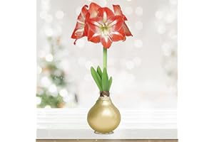 Garden State Bulb Minerva Waxed Amaryllis Flower Bulb, 30/32cm (Champagne), Holiday Gift!