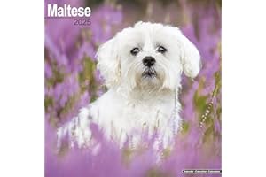 Maltese Calendar 2025 | Square Dog Breed Wall Calendar - 16 Month