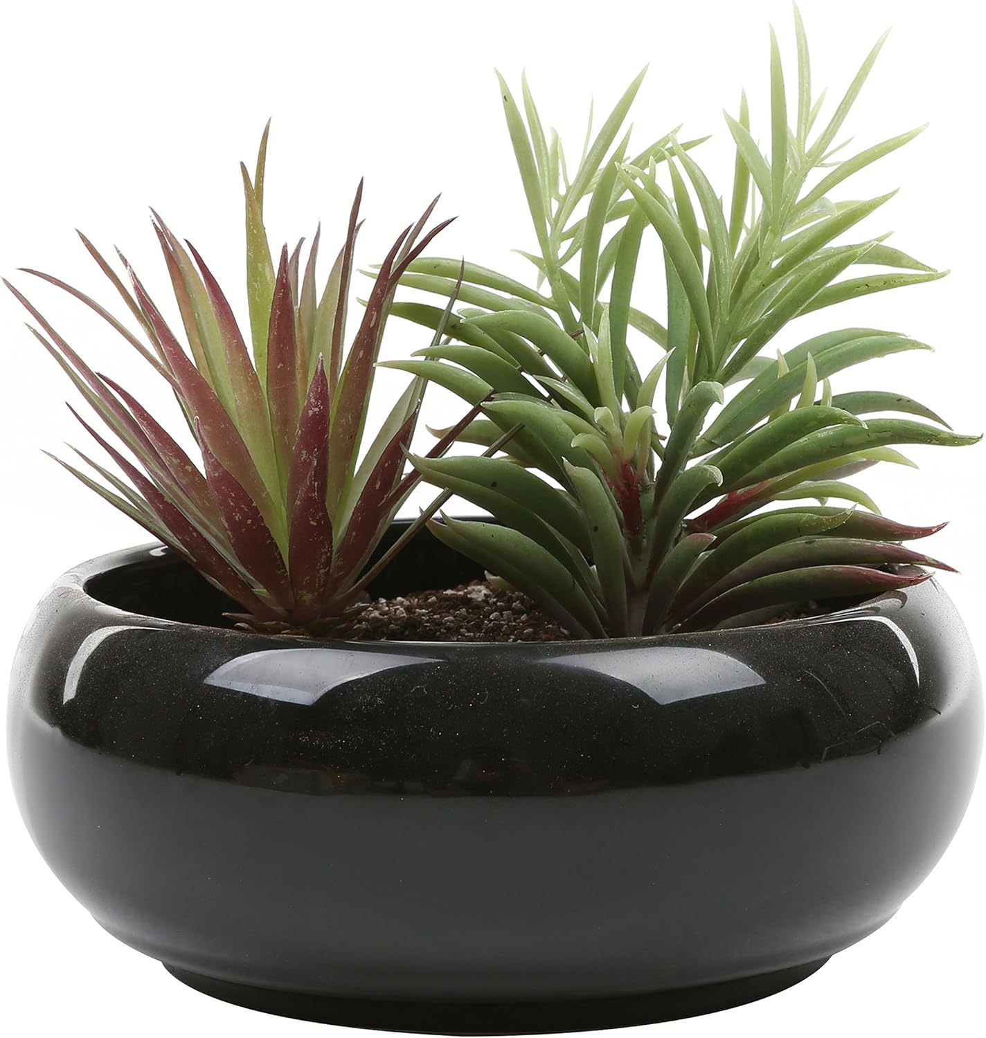 Best Bonsai Garden Box