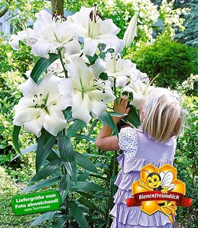 MyRedRose Tree-Lily Pretty Woman 3 Stück Baumlilien Lilium