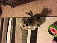 Pet Supplies : The The Foobler Timed, Self Reloading
