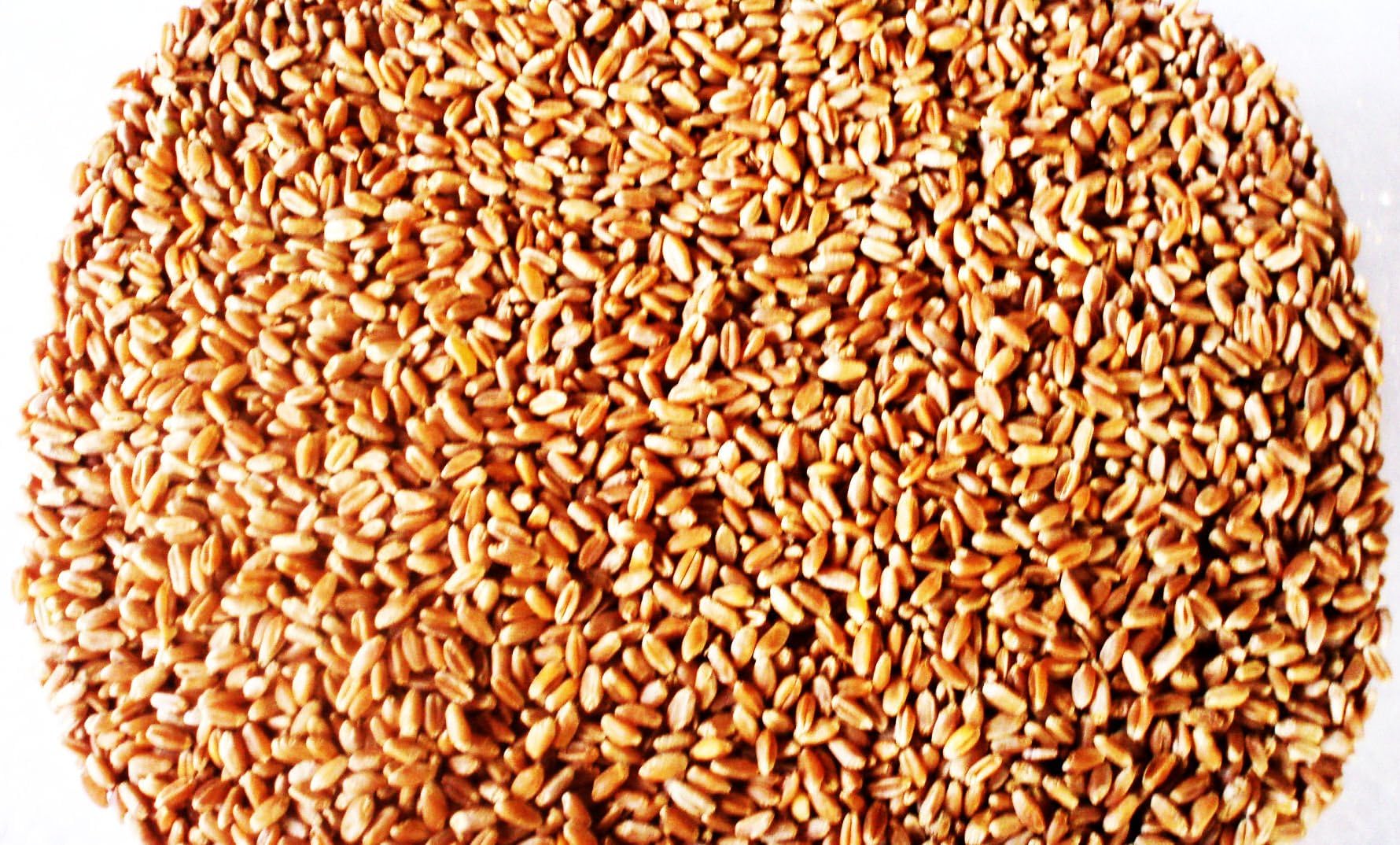 Hard Red Winter Wheat - 1 Lbs - Excellent For Growing Wheatgrass to Juice, Food Storage, Grinding to Make Flour & Bread, Grain, Ornamental Wheat Grass, and Sprouting Seed