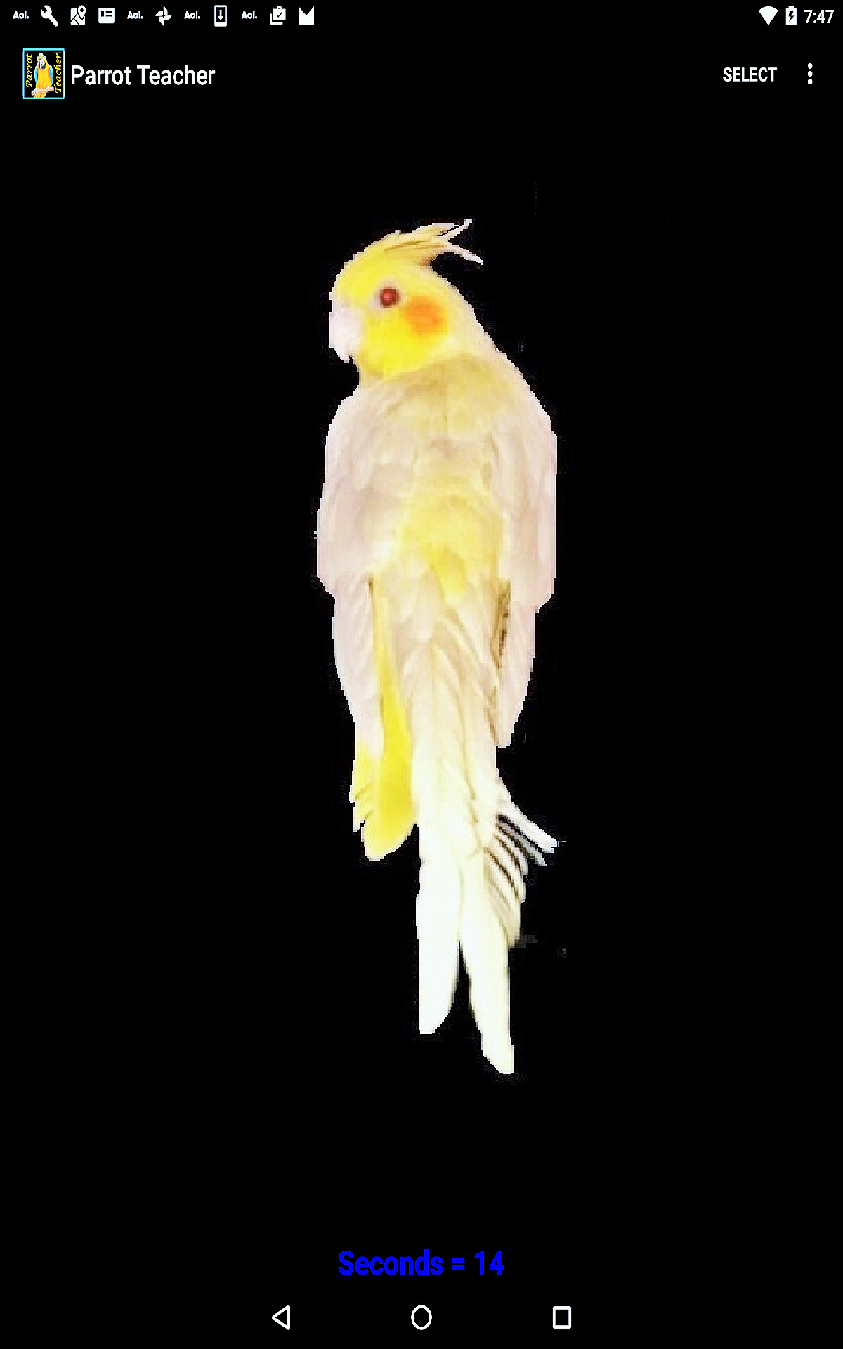 Parrot Teacher - Thumbnail 2