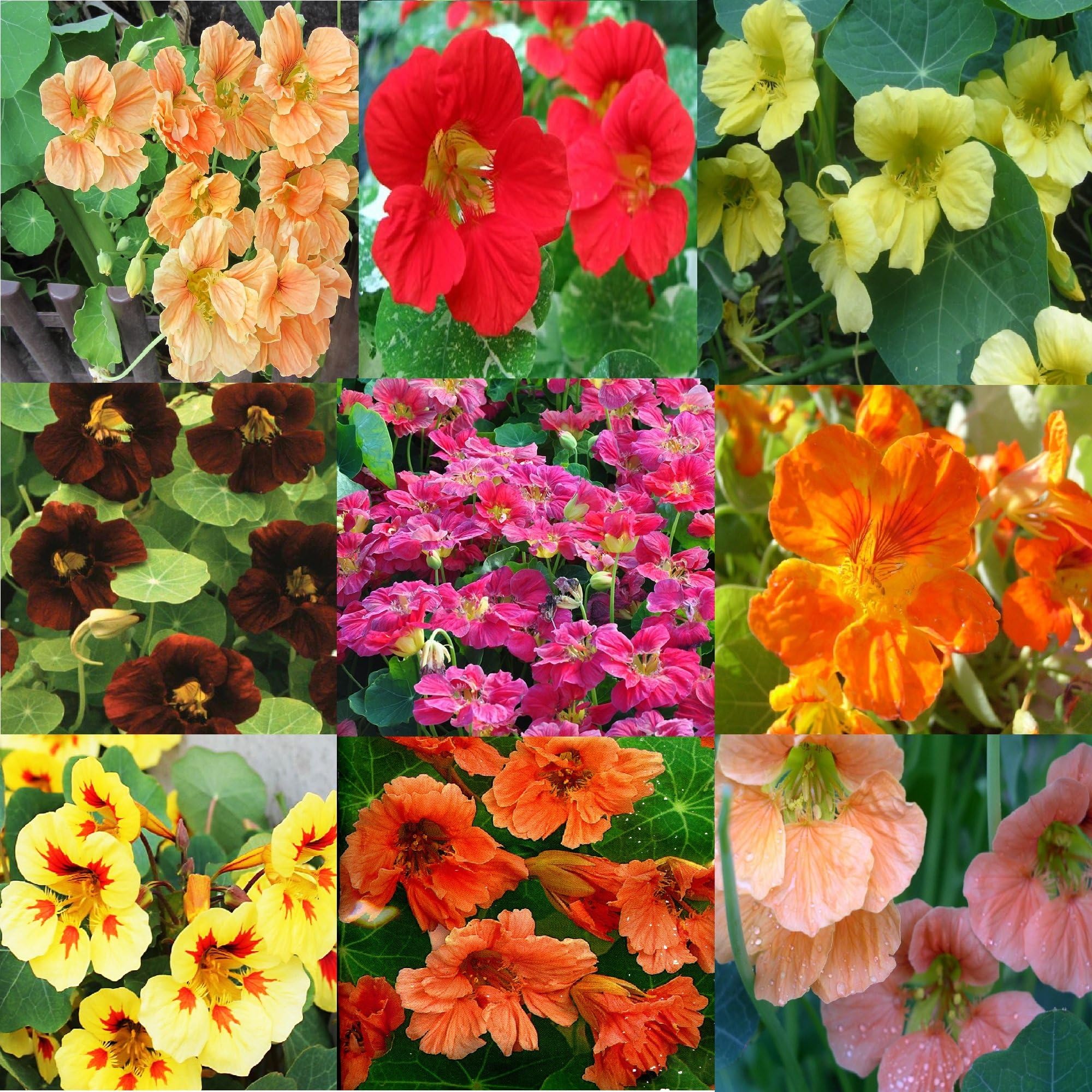 Nasturtium seeds Coloring Set (9 pac) Flower Seeds from Ukraine