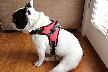 support animal harness