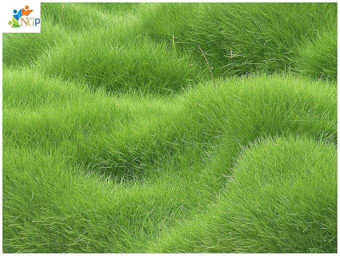 Natural garden plants Lawn Grass Seeds Special Grade Evergreen Lawn - 500 Seeds packet