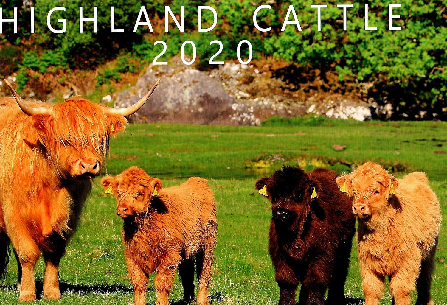 Michael MacGregor Photography 2020 Highland Cattle Wall Calendar