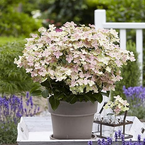 Hydrangea Paniculata S Witch Ophelia Ortensia Nana Fiori Bianchi Rosa Arbusto Ornamentale Altezza 25 30cm Dimensioni Vaso O 19 Cm Amazon It Giardino E Giardinaggio