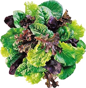 Burpee Sweet Salad Mix Mesclun Seeds 750 seeds