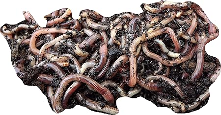 lob worms