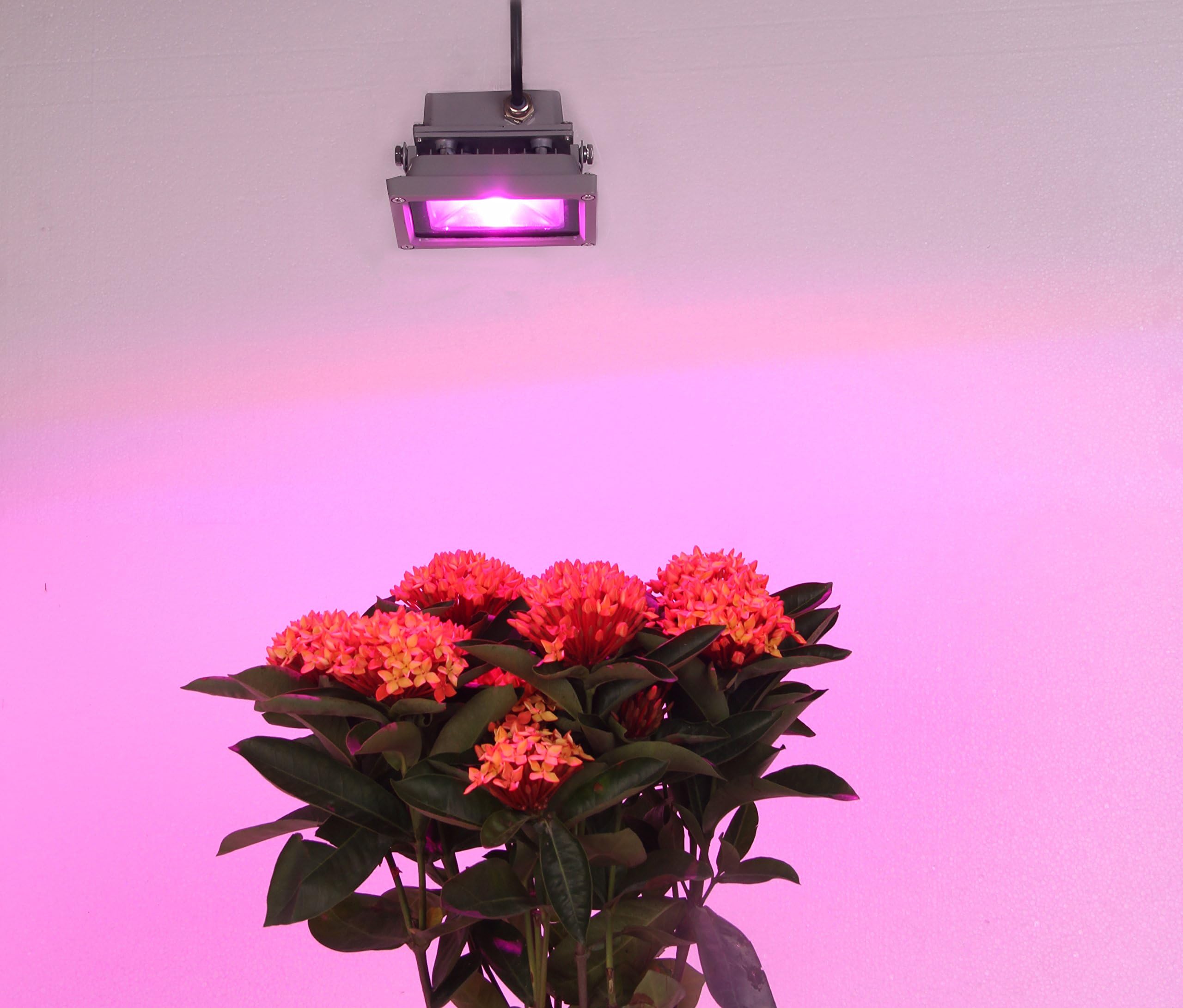 QCLED 12 Watts LED Plant Grow Light Floodlight Lamp 45Mil Chip IP44 Waterproof for Flowering Plant, Hydroponics System and Vegetables