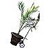 Harper Trucks Steel Potted Plant and Pot Mover with 8&rdquo; Flat-Free Wheels