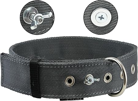 shih tzu x chihuahua full grown