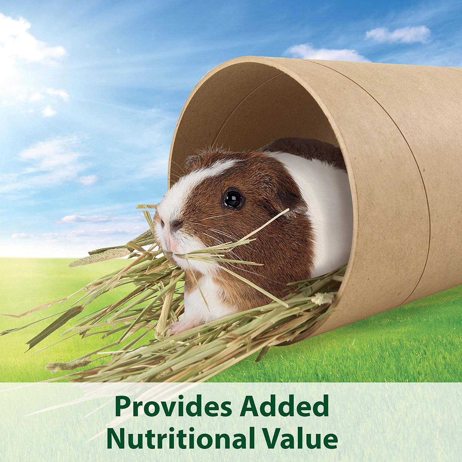Kaytee Timothy Hay, 12 pounds : Pet Supplies