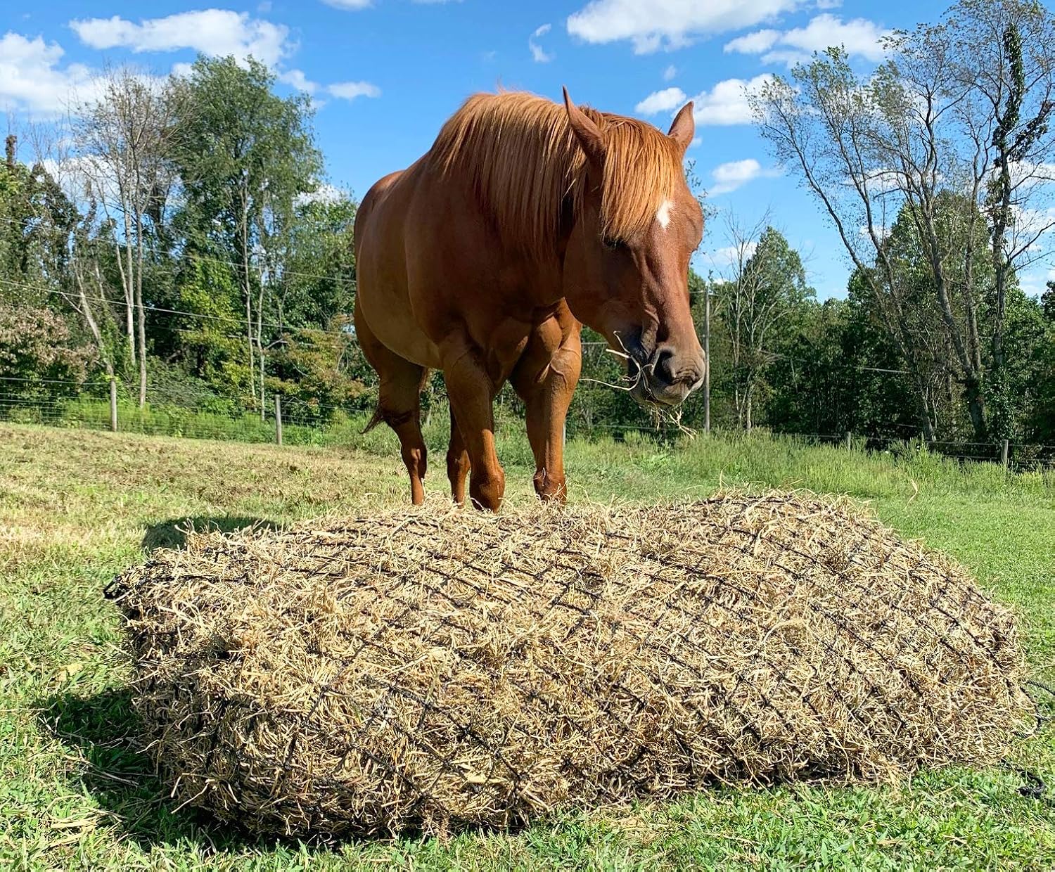 Derby Originals Hankering Horse Slow Feed Bale Net Black X Large