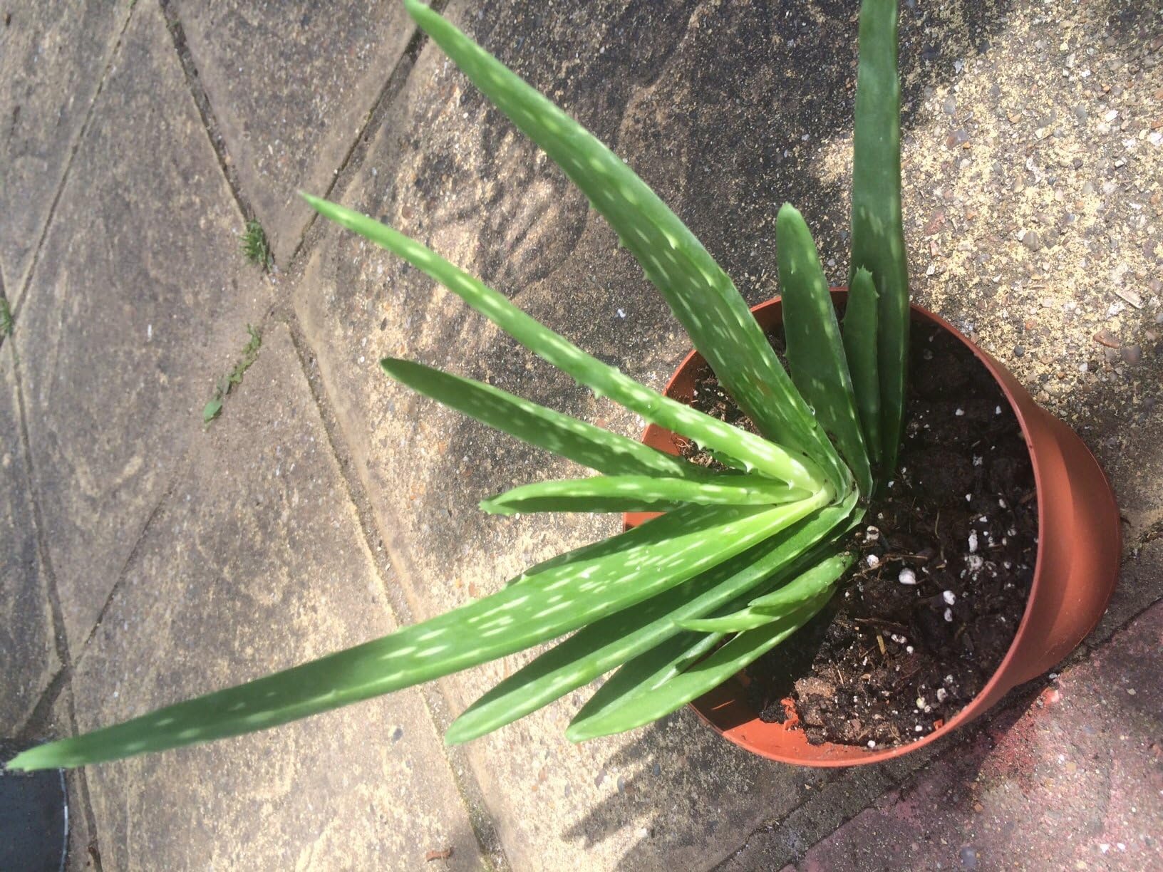 Young Aloe Vera Plant