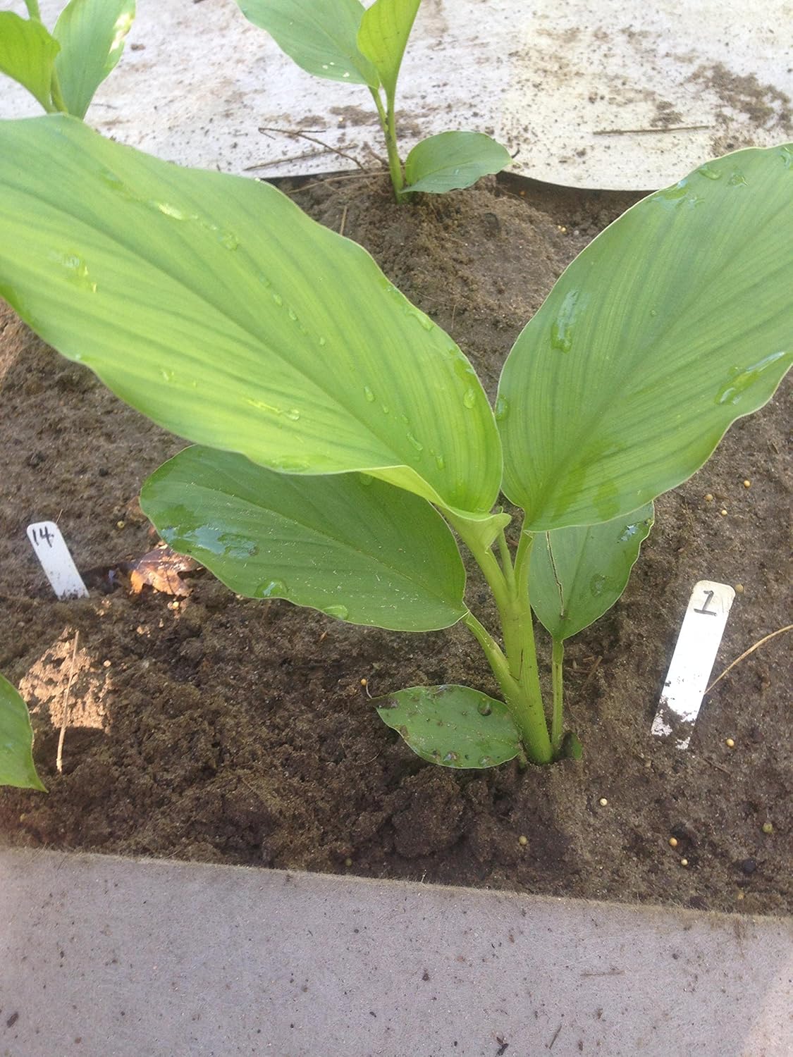 nnplant - Fruits Tree Herbs Tropical House interior plants indoor