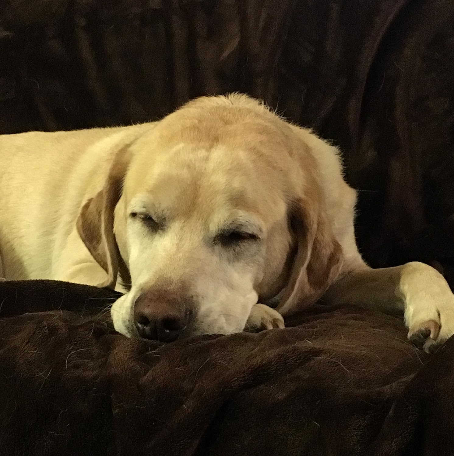 mambe waterproof pet blanket