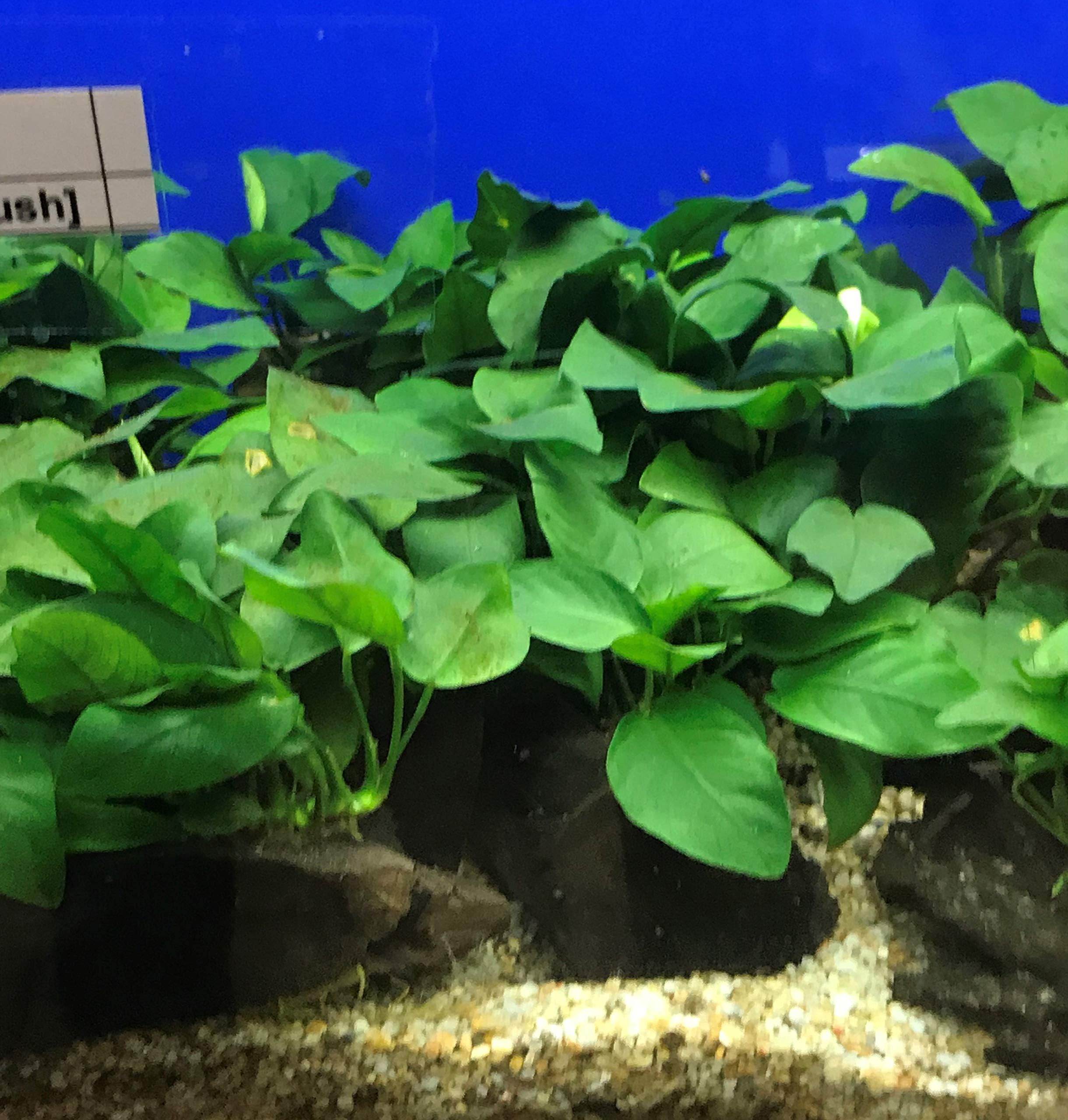 Anubias nana on driftwood (L)-[3 bush] Live Aquarium Plant L176