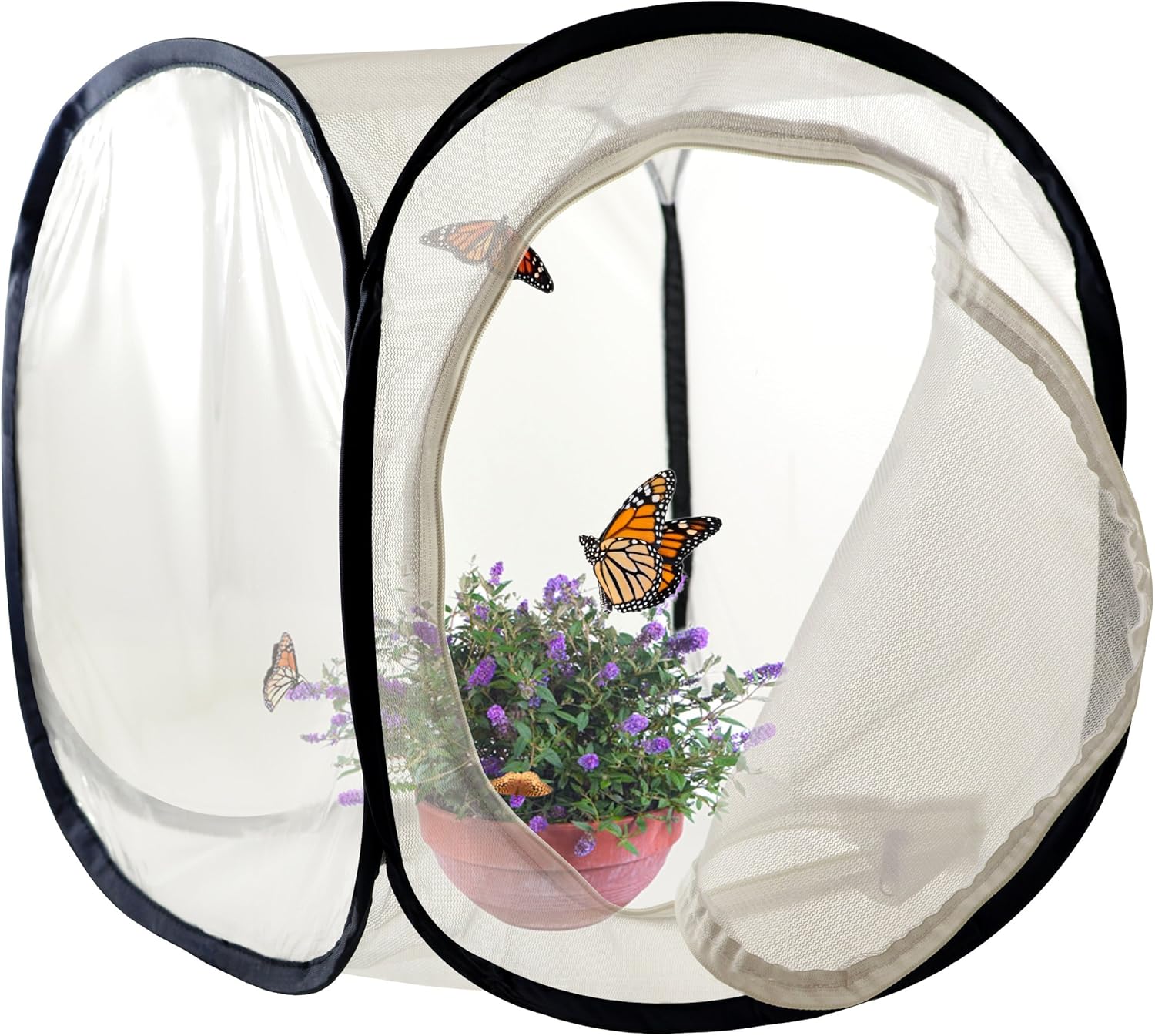 Best Live Butterfly Garden With 10 Caterpillars