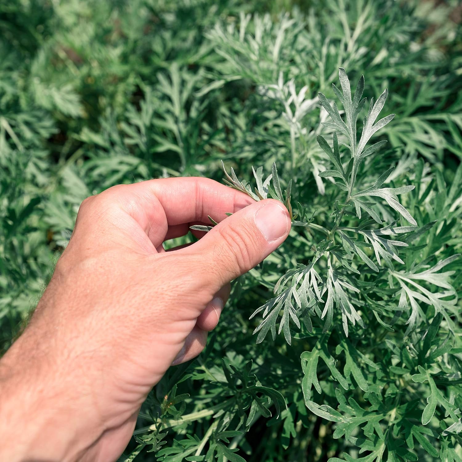 Amazon Com Outsidepride Artemisia Wormwood Herb Plant Seed 5000 Amazon Com Outsidepride Artemisia Wormwood Herb Plant Seed 5000