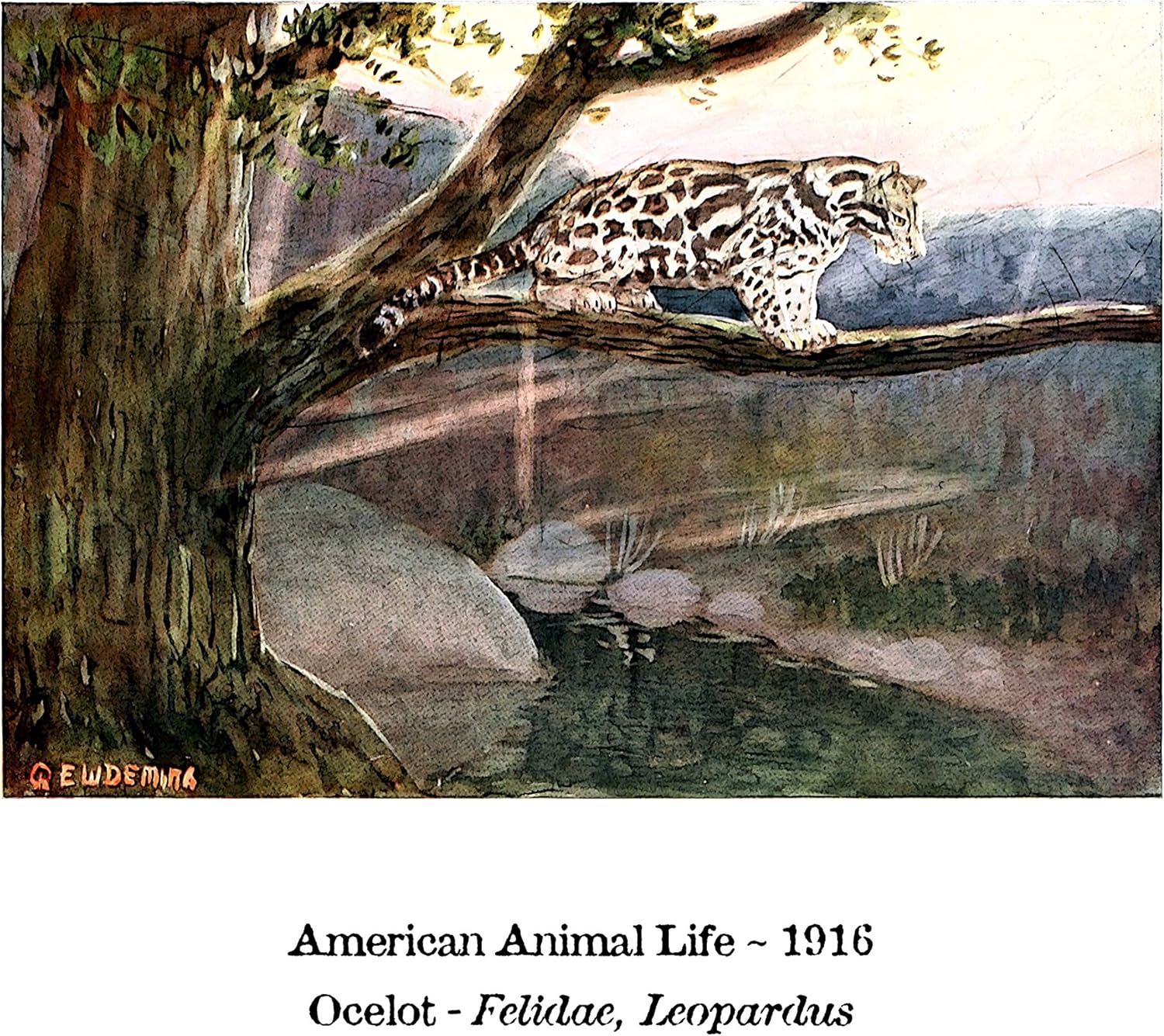 american ocelot
