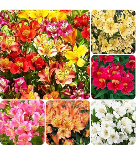 Amazon.com : 50PCS Orange Tiger Lily Seeds Rare Bloom Flower Seeds Heirloom  : Patio, Lawn & Garden