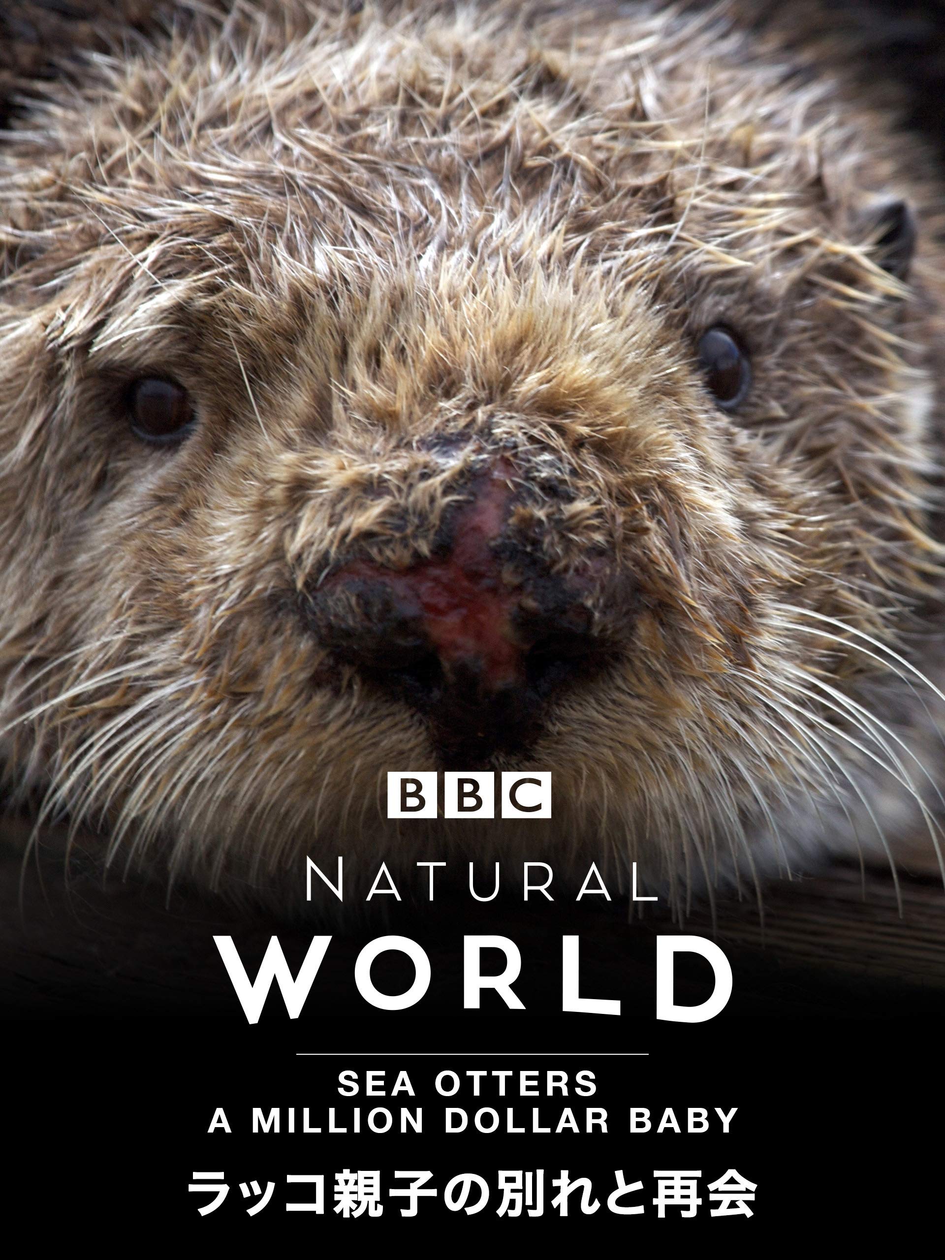 Amazon Co Jp ラッコ親子の別れと再会 字幕版 を観る Prime Video