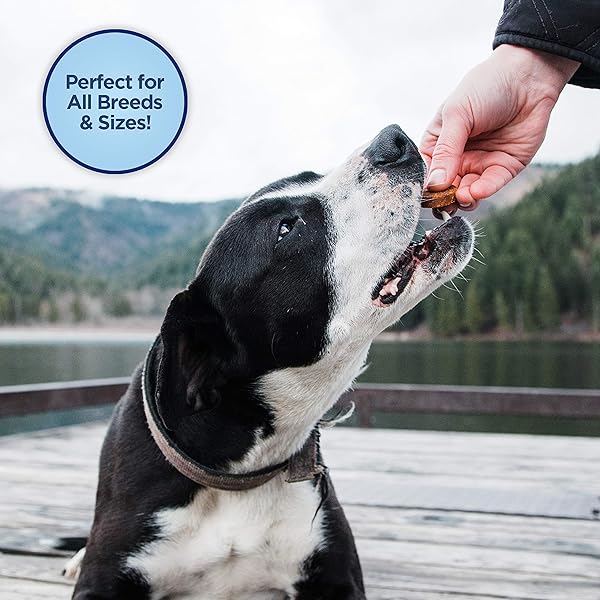 NATURAL BALANCE LIMITED INGREDIENT MINI-REWARDS TURKEY GRAIN-FREE DOG TRAINING TREATS FOR DOGS | 5.3-OZ. CANISTER