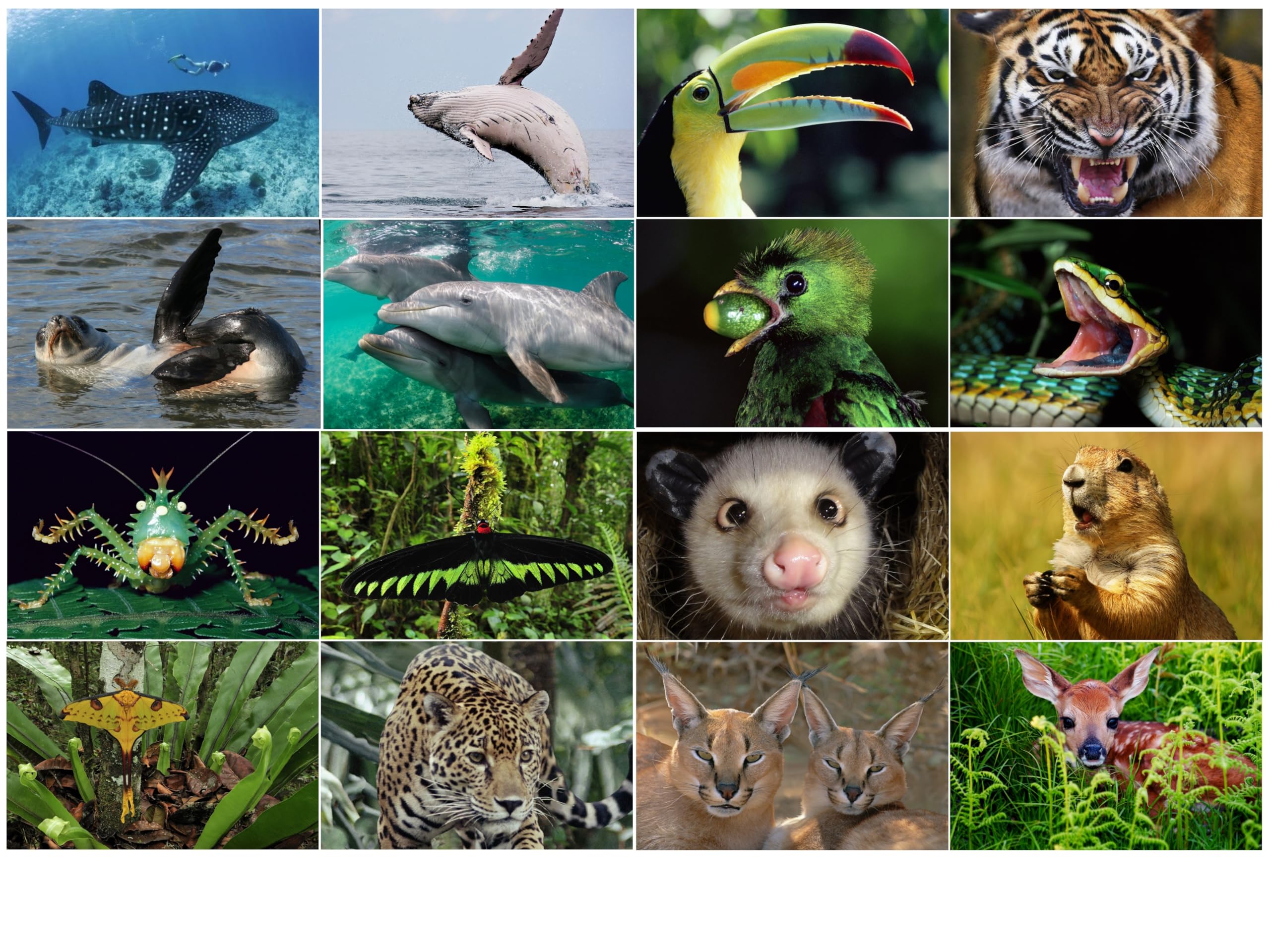 Edition Colibri Pack of 16 different lenticular postcards with animals, all with 3-D effect, perfect for collectors or postcrossing