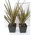 Two Strong Dracaena Marginata Colorama - Tri-Color Dragon Tree Houseplant from Jm Bamboo