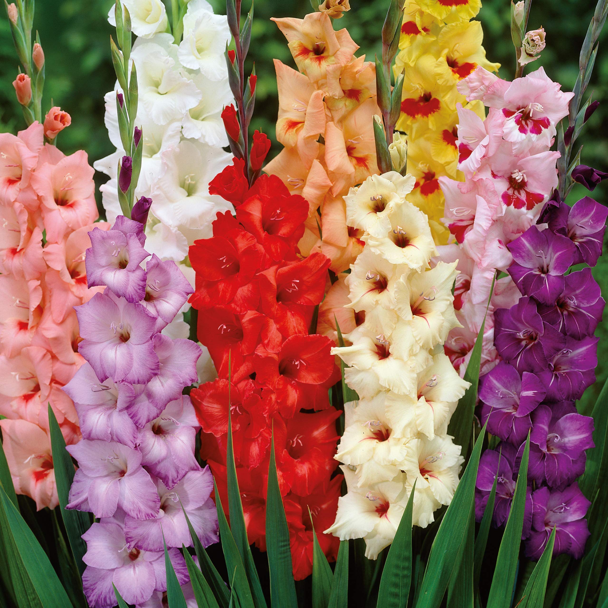 75 Gladioli Mixed Colour Collection of Early Spring and Autumn Planting Flowering Garden Bulbs, Easy to Grow and Ready to Plant Now