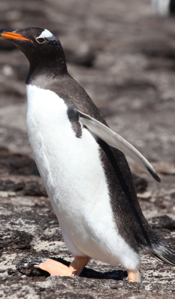 gentoo penguin Wallpaper – HD Wallpapers of gentoo penguins!: Amazon