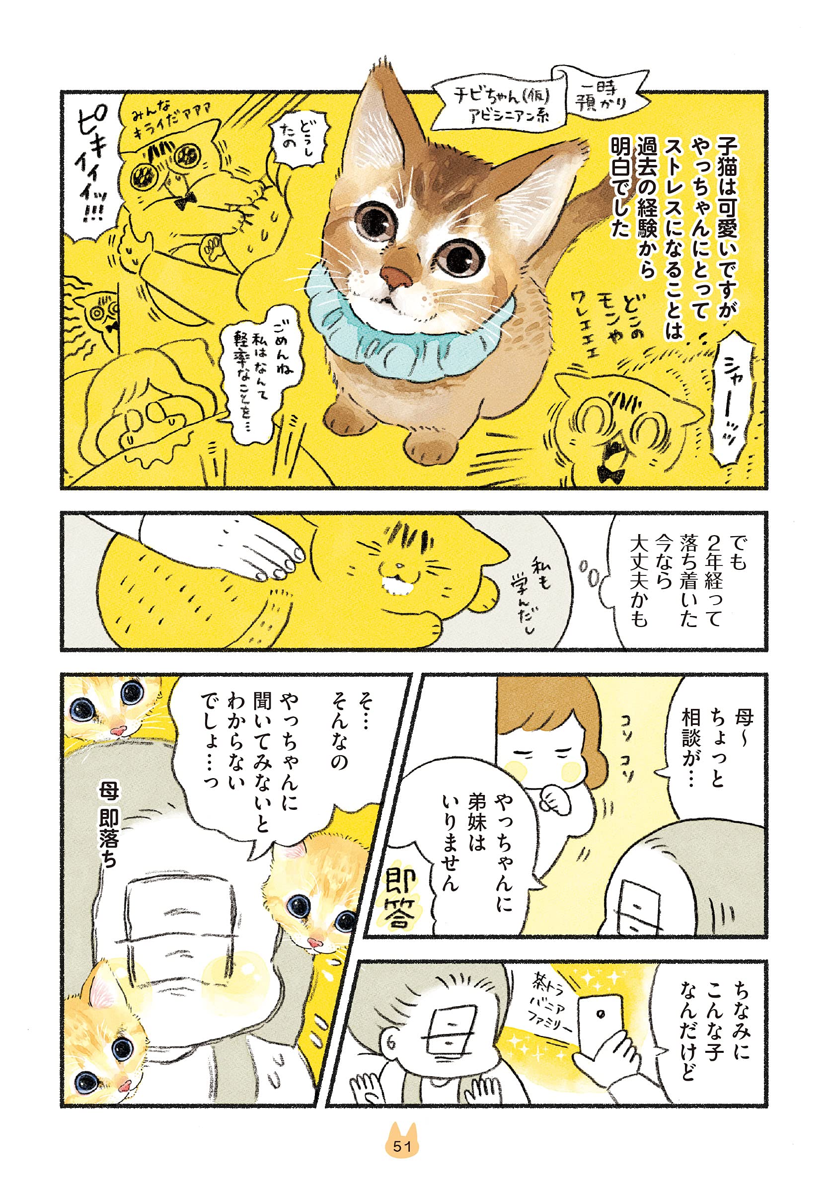 茶トラのやっちゃんとちーちゃん 類 本 通販 Amazon