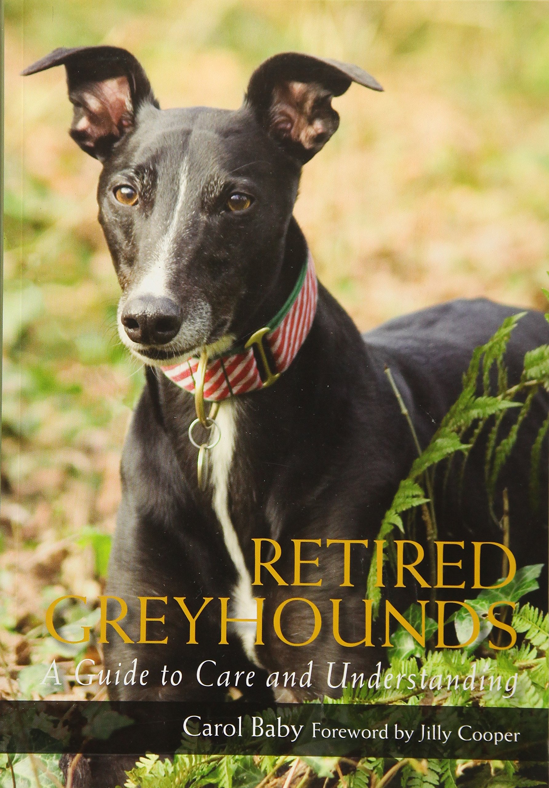retired greyhound dogs