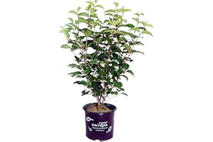 GREEN PROMISE FARMS First Editions - Viburnum plicatum Opening Day (Doublefile Viburnum) Shrub, white ball-shaped flowers, #3 - Size Container