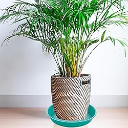Bleuhome 6 Pack of 8 inch Plant Saucer