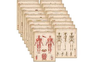 PALACE LEARNING 19 Pack - Vintage Anatomy Posters - Laminated - Muscular, Skeletal, Digestive, Respiratory, Circulatory, Endocrine, Lymphatic, Male & Female, Nervous, Spinal Nerves, Anatomical Charts - 18" x 24"