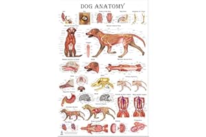 BLUE TREE PUBLISHING Dog Veterinary Anatomy Charts and Poster, Anatomy & Veterinary Physiology Canine for Vet Nurses and Students (White, 24 x 36)