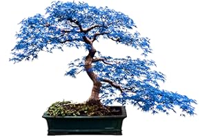 Rare 10Pcs Blue Maple Seeds Bonsai Ornamental Plants Garden Indoor Decoration