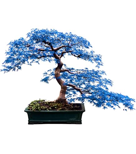bonsai grow set Bonsai Tree Grow Kit