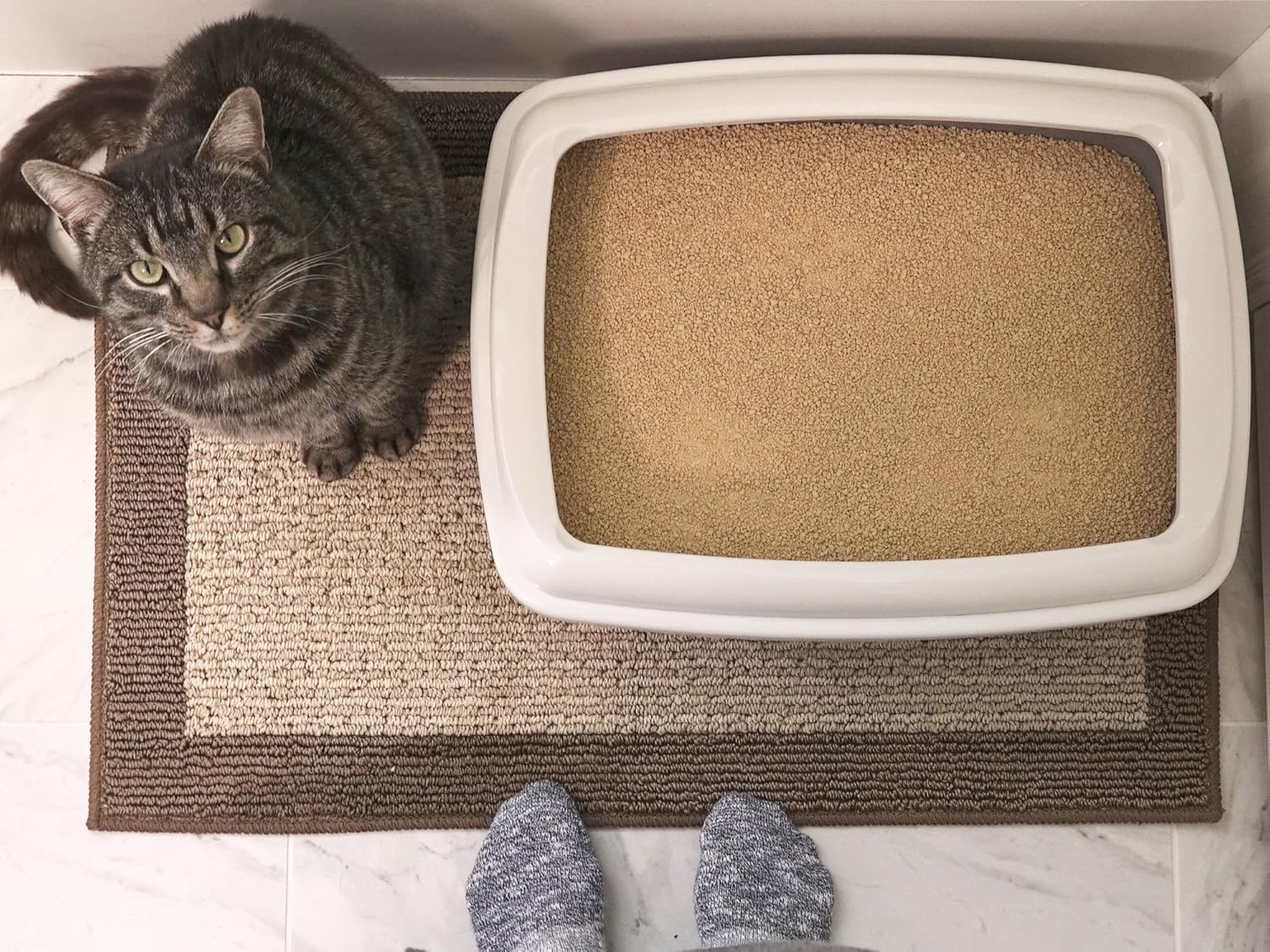 World's Best Cat Litter, Scented Clumping Litter Formula for Multiple Cats, 28-Pounds : Pet Odor And Stain Removers : Pet Supplies
