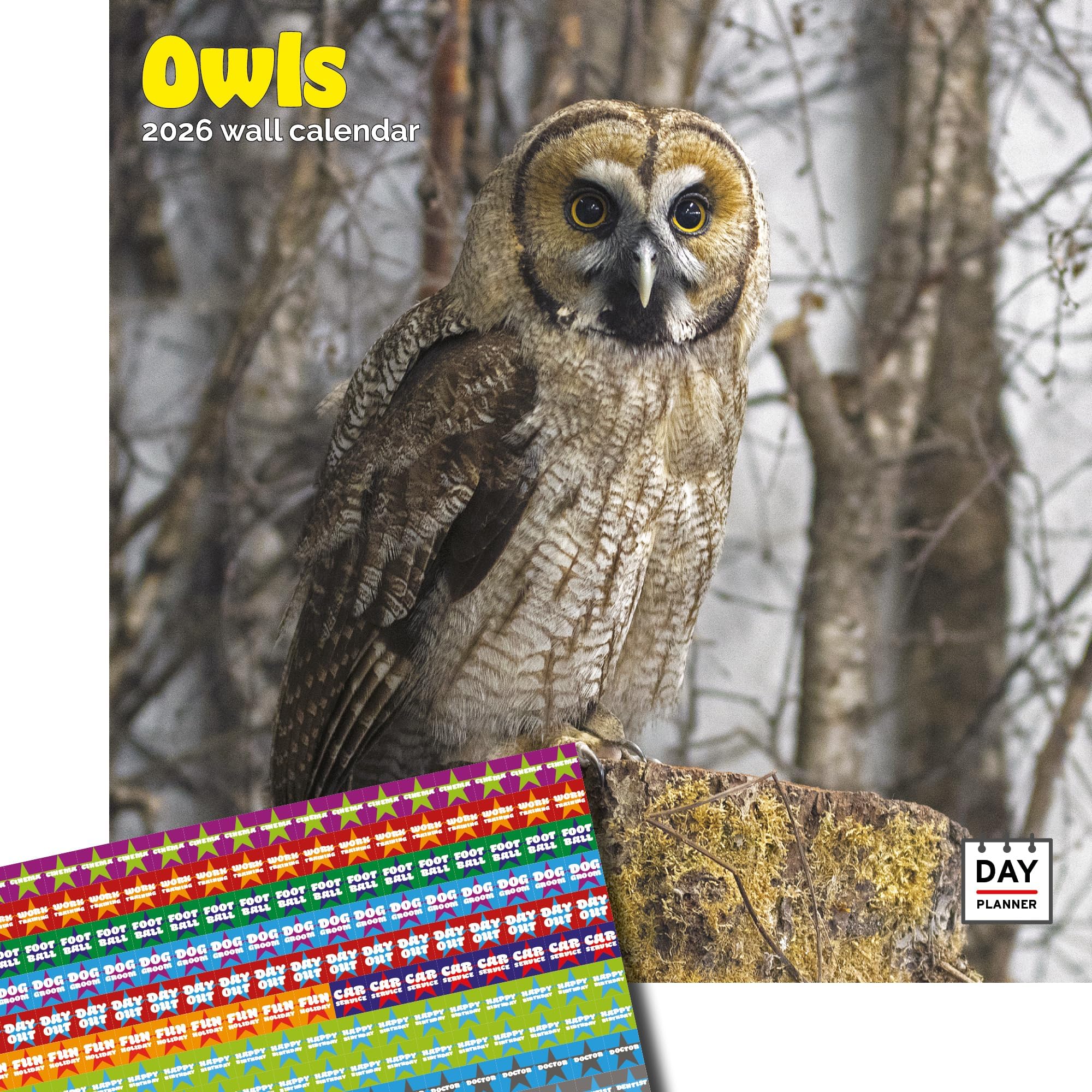 Dayplanner Publishing Owls Calendar 2026, Large Square Wall Calendar With Organisational Stickers, 16 Month, Owls Gift Wildlife Calendar