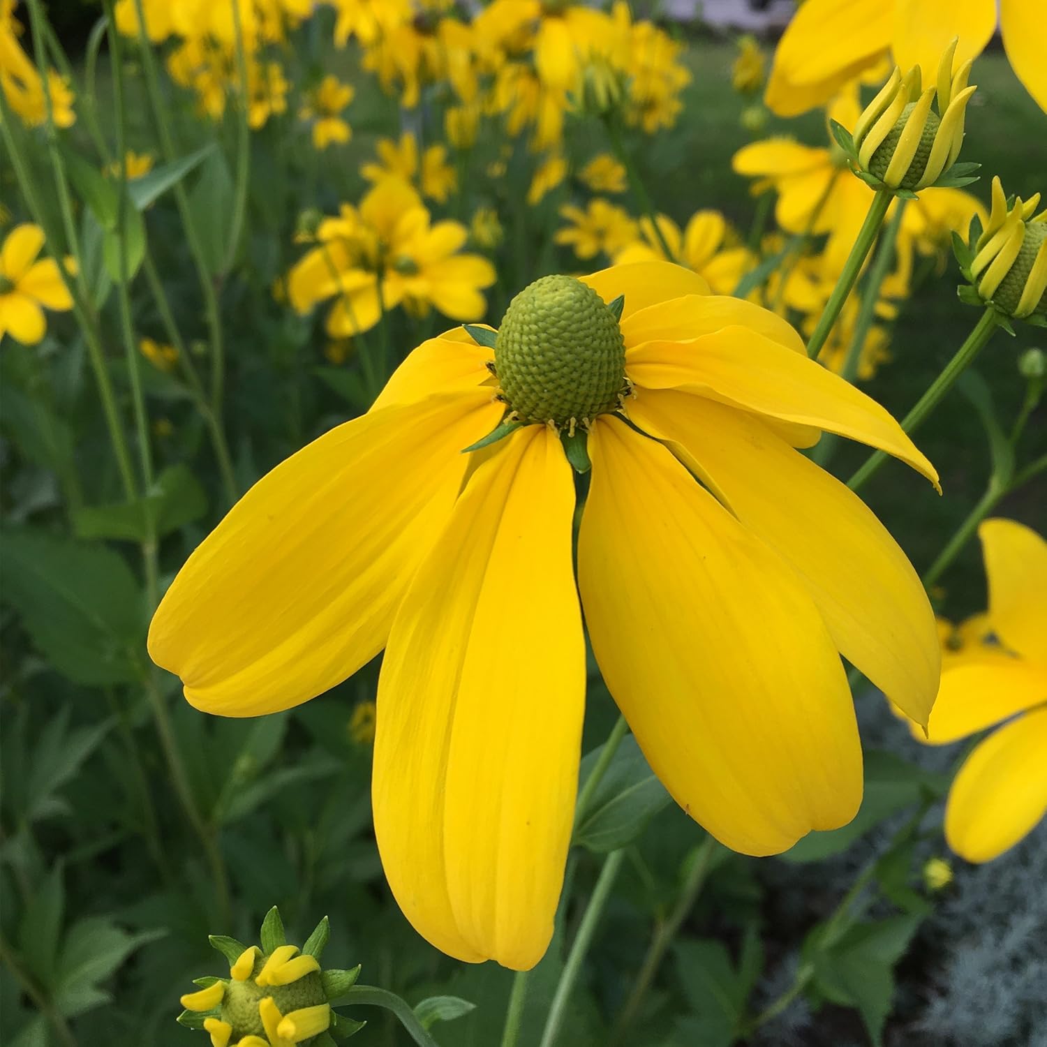 Blumixx Stauden Rudbeckia nitida ‘Herbstsonne’ - Fallschirm-Sonnenhut