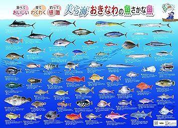 Amazon Co Jp お魚ポスター図鑑ラミネート 全国 ホーム キッチン Amazon Co Jp お魚ポスター図鑑ラミネート 全国 ホーム キッチン